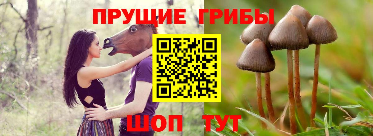 Галлюциногенные грибы MAGIC MUSHROOMS  Псилоцибиновые грибы Magic Shrooms  Выборг  Вход с VPN 